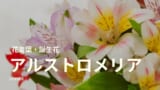 チグリジアとは 特徴 花言葉 誕生花 種類 育て方など