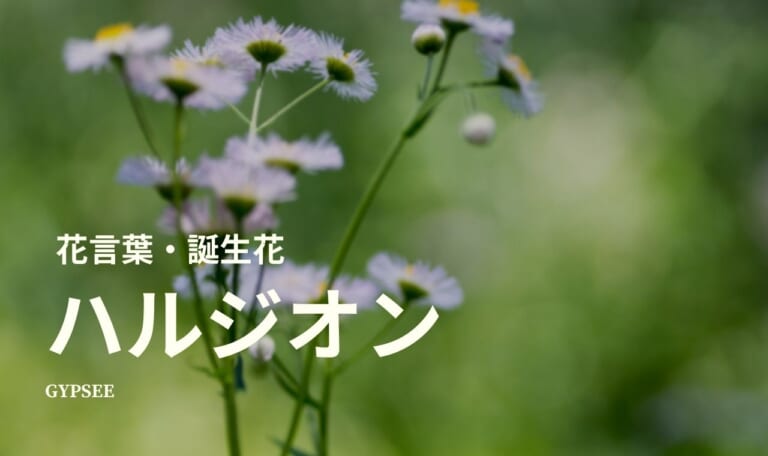 ハルジオンの花言葉・誕生花・育て方・種類
