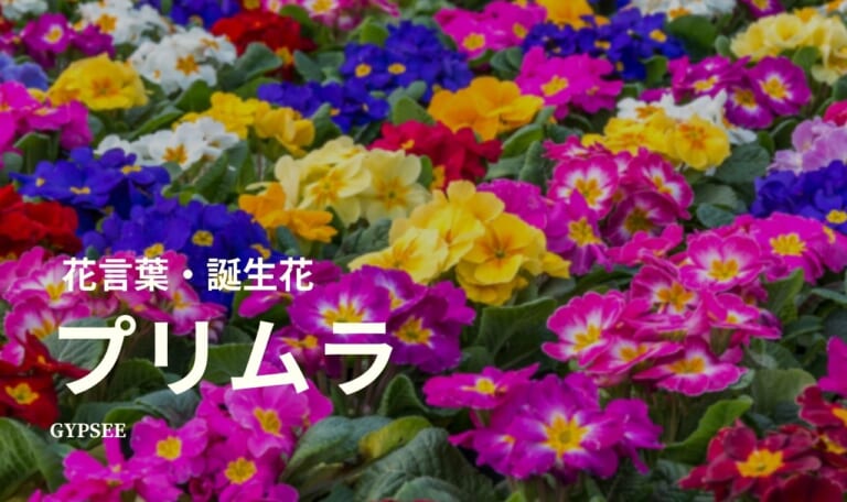 プリムラの花言葉・誕生花・育て方・種類