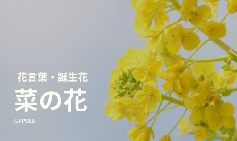 菜の花の花言葉・誕生花・育て方・種類