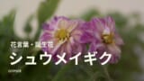 怖い ガーベラの花言葉 誕生花 スピリチュアル意味や効果 種類 仲間 育て方