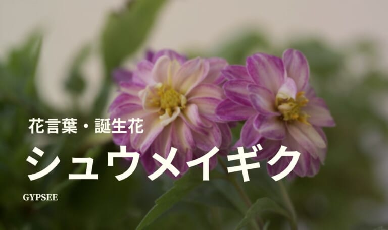 シュウメイギクの花言葉・誕生花・育て方・種類