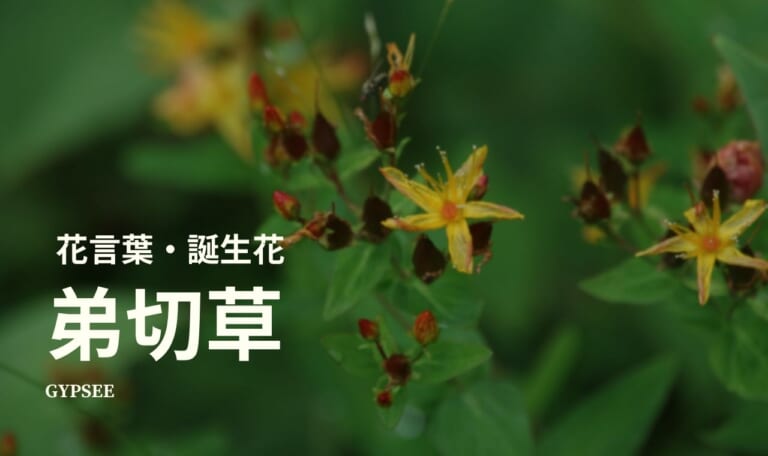 弟切草の花言葉・誕生花・育て方・種類