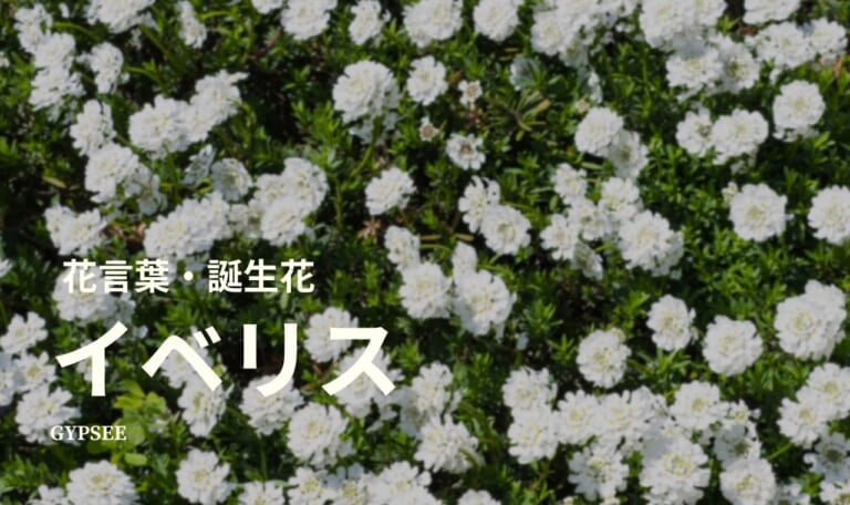 イベリスの花言葉・誕生花・育て方・種類