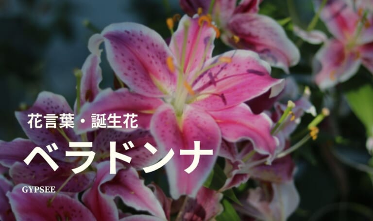 ベラドンナの花言葉・誕生花・育て方・種類