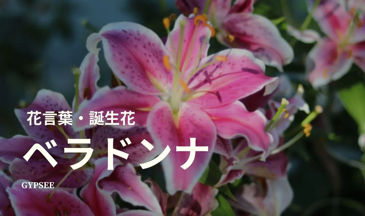 ベラドンナの花言葉 誕生花 育て方 種類