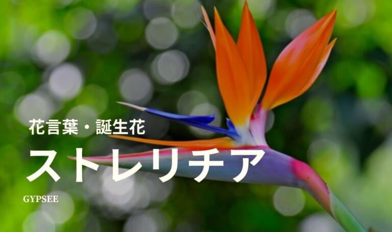 ストレリチアの花言葉・誕生花・育て方・種類