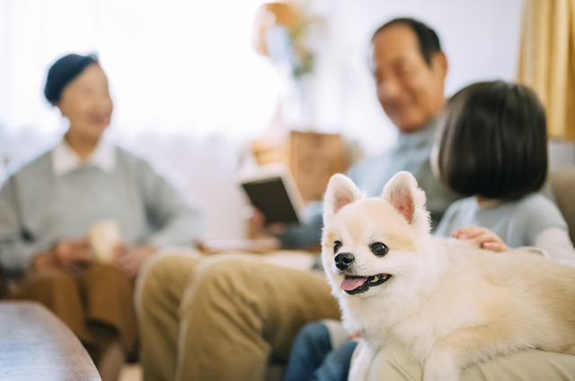 動物の魂レベルは?
