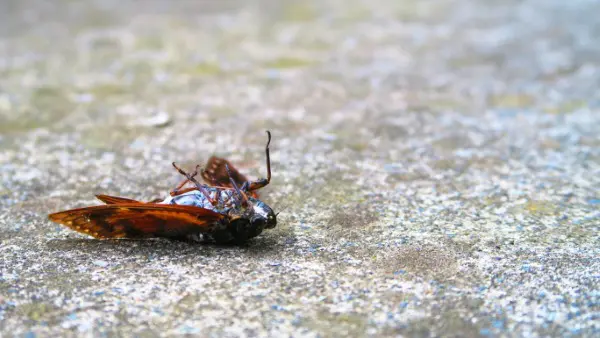 完全版 セミとスピリチュアル 意味 メッセージ サイン12選