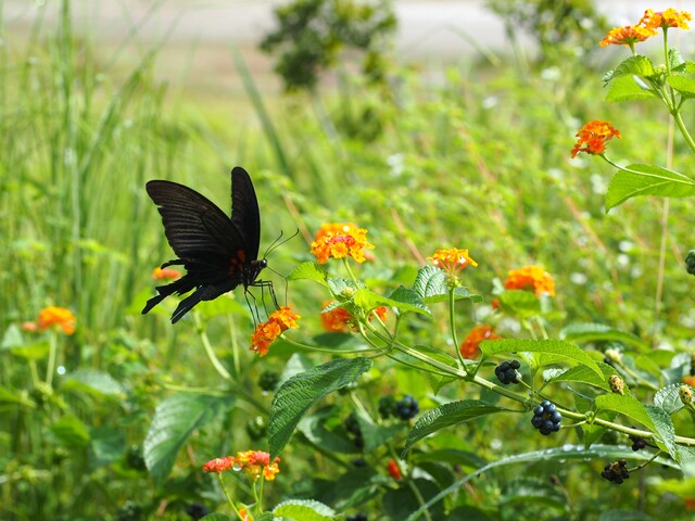 花に止まる黒い蝶