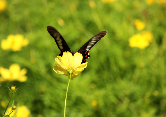 黄色い花に止まる黒い蝶