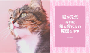 猫が元気なのに餌を食べない原因8つ！食欲を増進させる方法