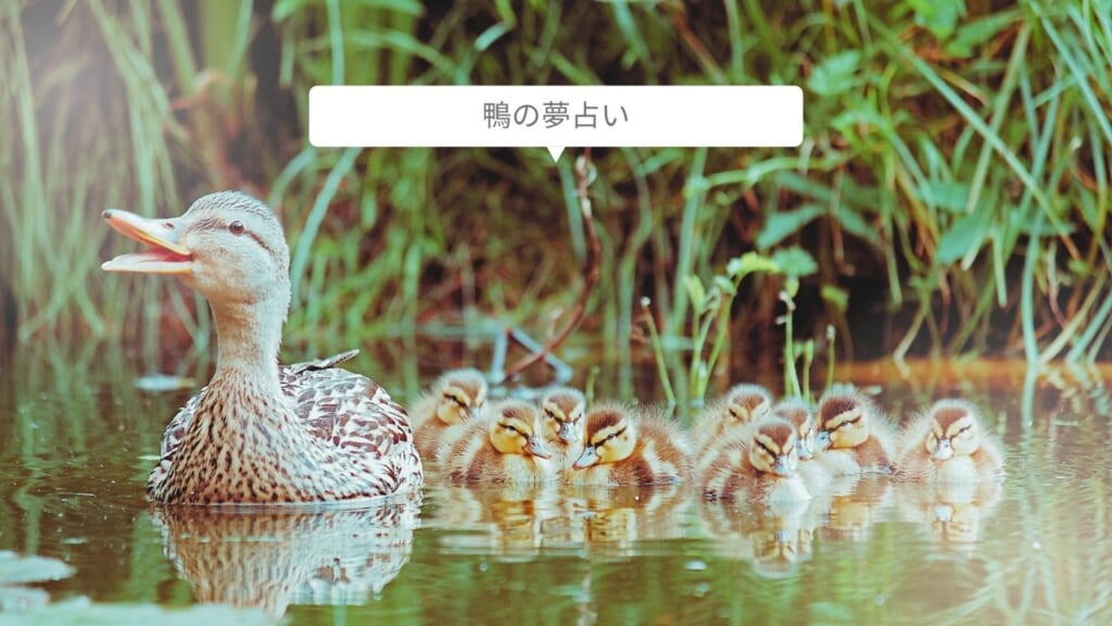 【夢占い】鴨の夢の意味17選!助ける・親子・赤ちゃん・泳ぐなど
