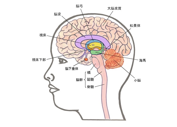 松果体