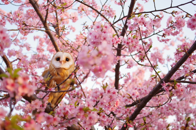 桜の木に止まるフクロウ