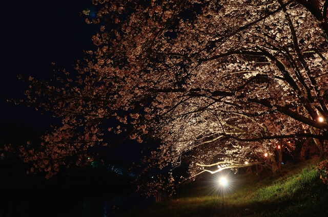 静岡県牧之原市の夜桜