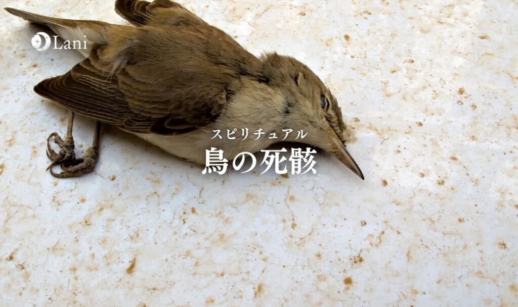 鳥の死骸は不吉？スピリチュアル意味は自由の暗示！正しい処理と対処法