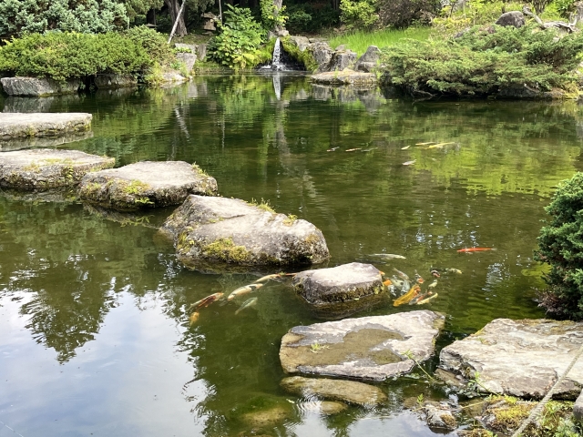 日本庭園の鯉