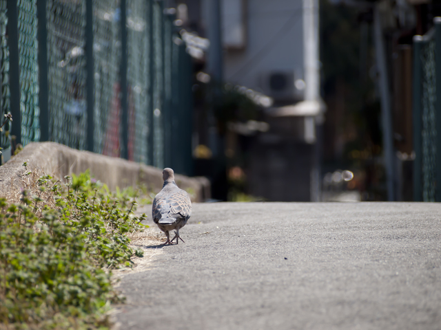 道路を歩くハト