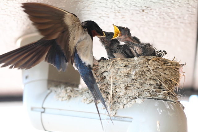 巣で雛に餌やりをするツバメ