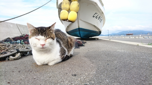 船と猫