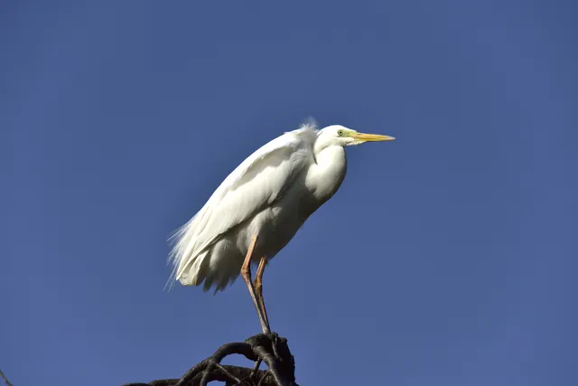 白鷺のスピリチュアル10の意味とメッセージ サイン 前兆を解説 白鷺のスピリチュアル10の意味とメッセージ サイン 前兆を解説