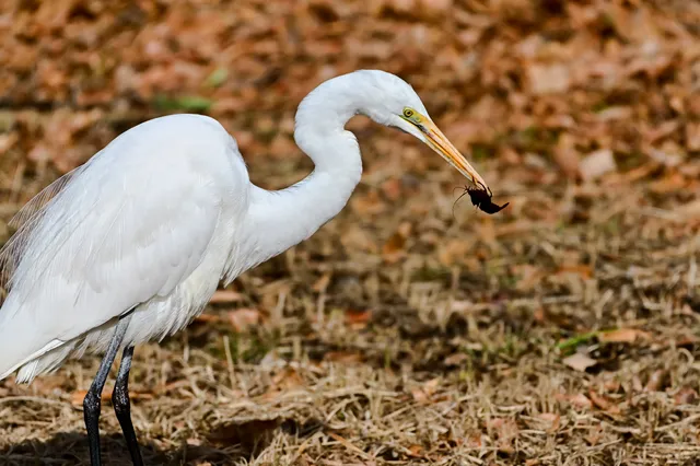 白鷺のスピリチュアル10の意味とメッセージ サイン 前兆を解説 白鷺のスピリチュアル10の意味とメッセージ サイン 前兆を解説