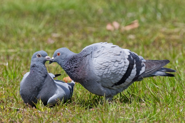 つがいの鳩