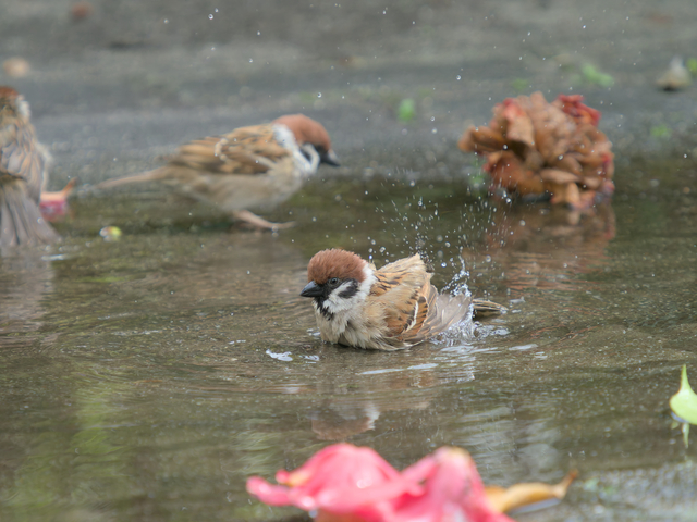 スズメの水浴び