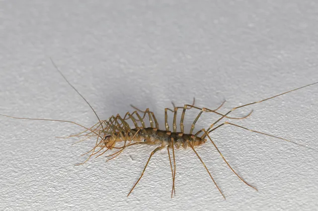 ゲジゲジのスピリチュアル意味は 幸運に恵まれる その条件とは