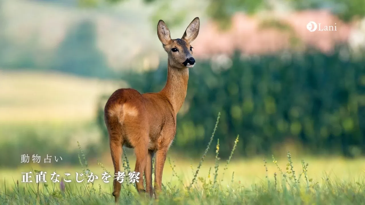 動物占い 正直なこじかの性格 22年の運勢や恋愛 仕事 適職など 動物占い 正直なこじかの性格 22年の運勢や恋愛 仕事 適職など