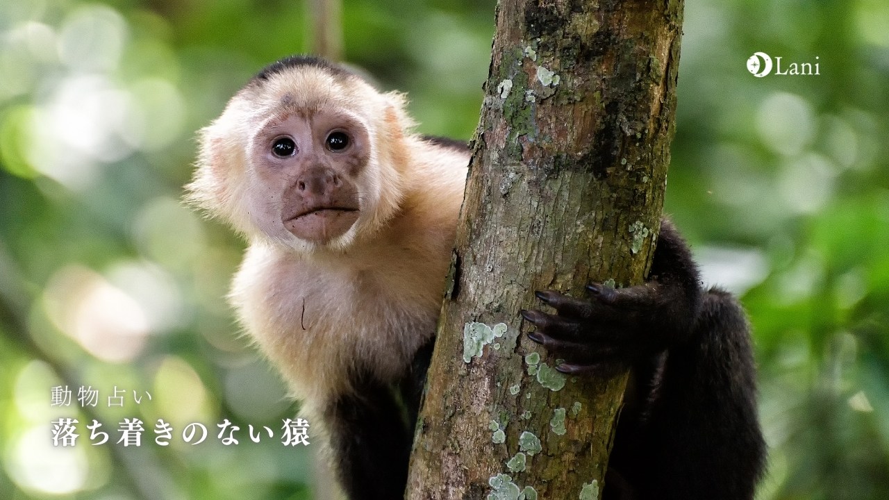 【動物占い】落ち着きのない猿の性格・2022年の運勢や恋愛・仕事・適職などを考察