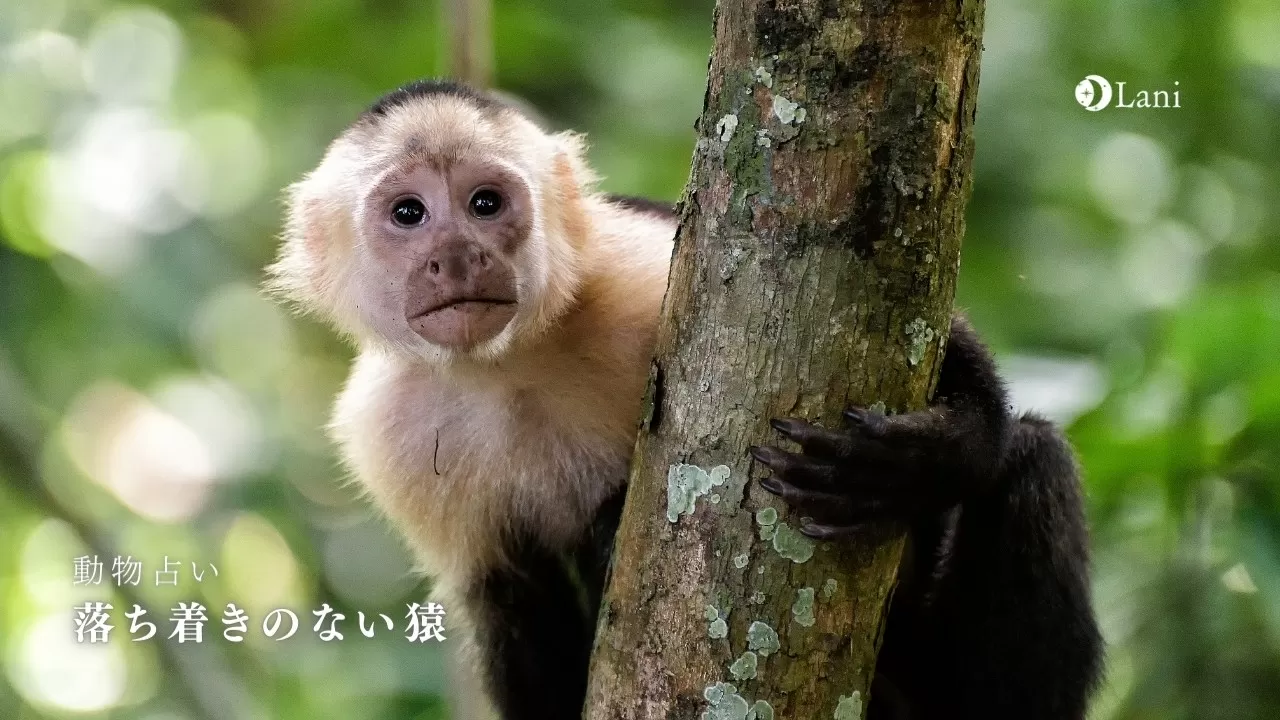 動物占い 落ち着きのない猿の性格 22年の運勢や恋愛 仕事 適職