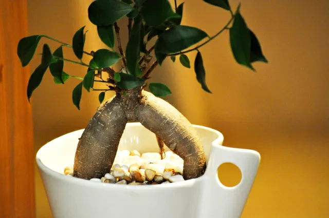 軽減する データム ポーク 幸運 を 呼ぶ 観葉 植物 好み 石 葉を拾う