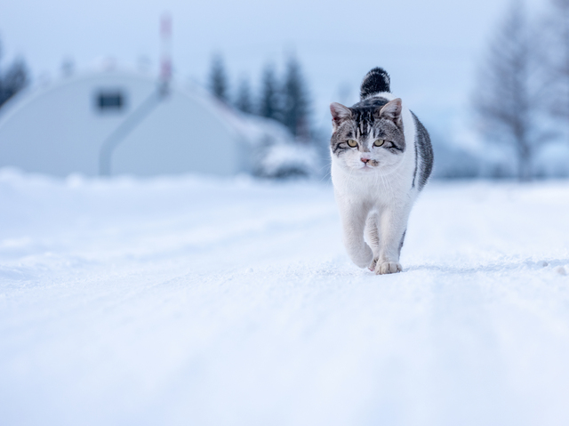 雪と猫