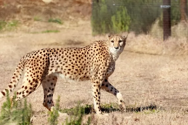 66 Off 可愛い サル 動物占い Lacistitis Es