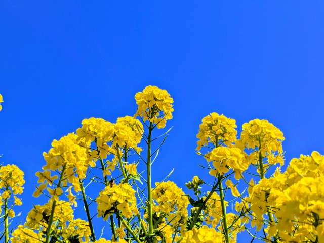 菜の花