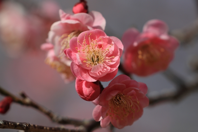 ウメの花 紅梅