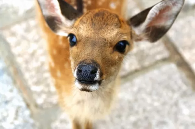 動物占い 正直なこじかの性格 22年の運勢や恋愛 仕事 適職などを考察