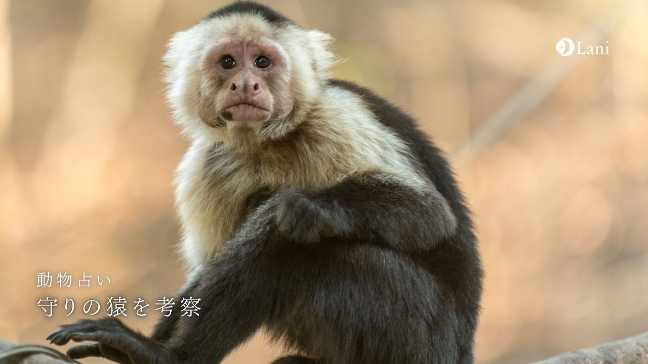 動物占い 守りの猿の性格 22年の運勢や恋愛 仕事 適職など