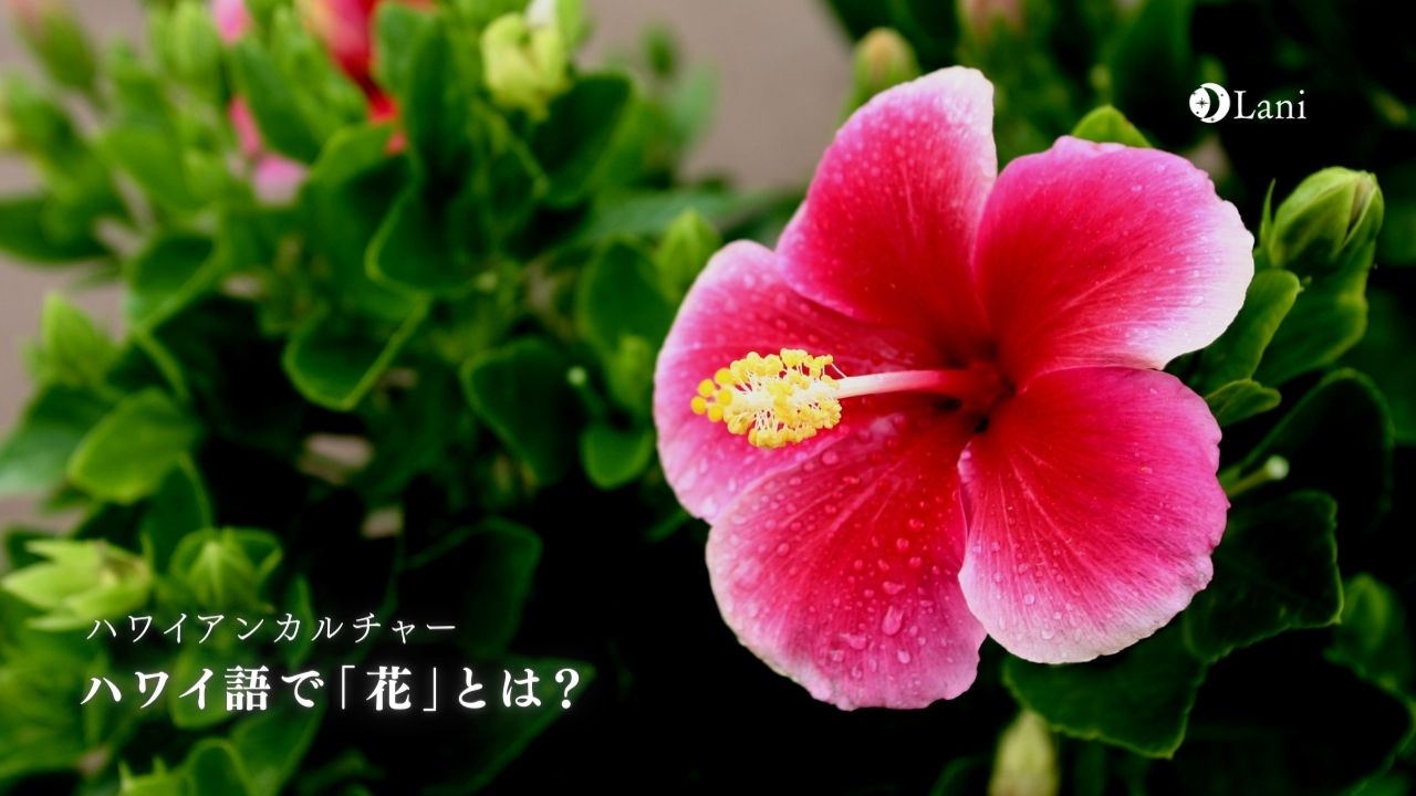 ハワイ語で 花 は 花にまつわるハワイアンソングなども徹底解説