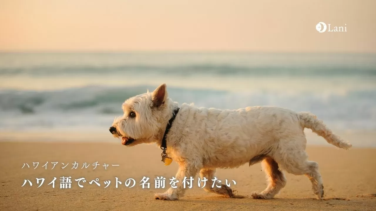 ハワイ語でペットの名前を付けたい 意味など実例付きで紹介