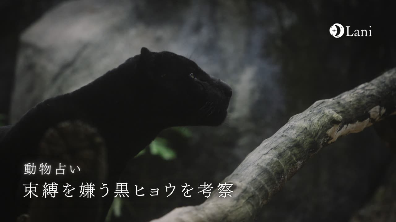 動物占い 束縛を嫌う黒ひょうの性格 22年の運勢や恋愛 仕事