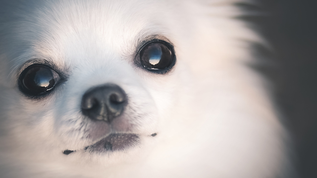 ロングコートチワワ・犬の目