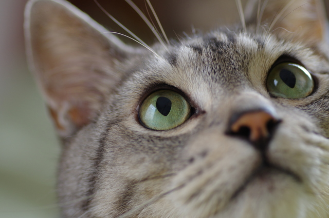 猫の目