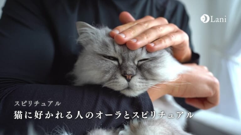 猫に好かれる人のオーラとスピリチュアル！