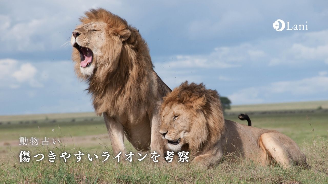 動物占い 傷つきやすいライオンの性格 22年の運勢や恋愛 仕事 適職など