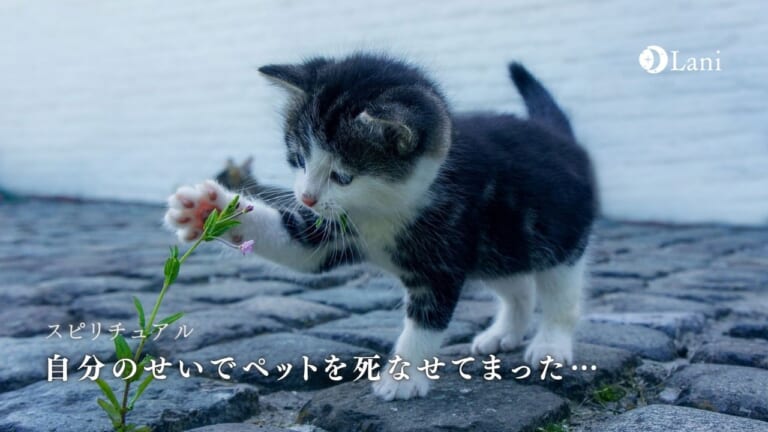 自分のせいでペットを死なせてまった…後悔と自責の念をどうすればいいか解説