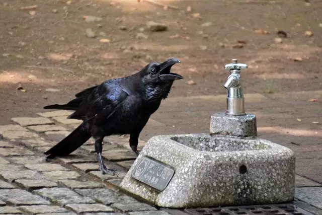 カラスのスピリチュアル意味 メッセージ 鳴く 夜中 朝 神社 お墓参りなど