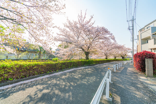 川崎の桜
